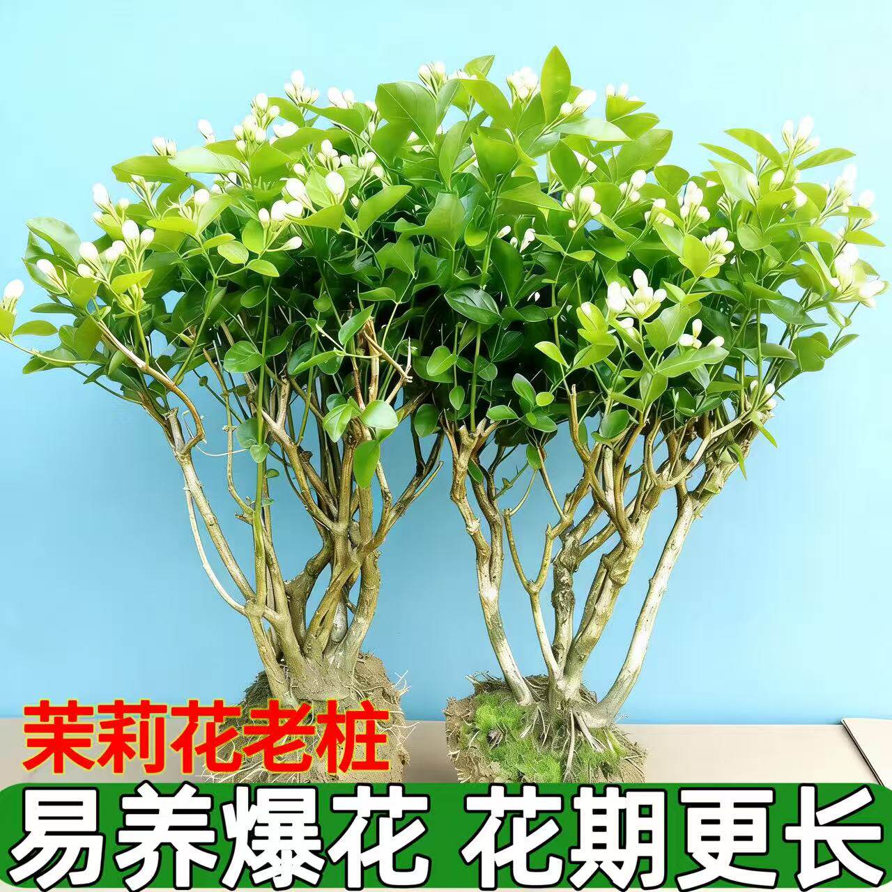 茉莉花老桩横县茉莉花盆栽花苗浓茉莉花