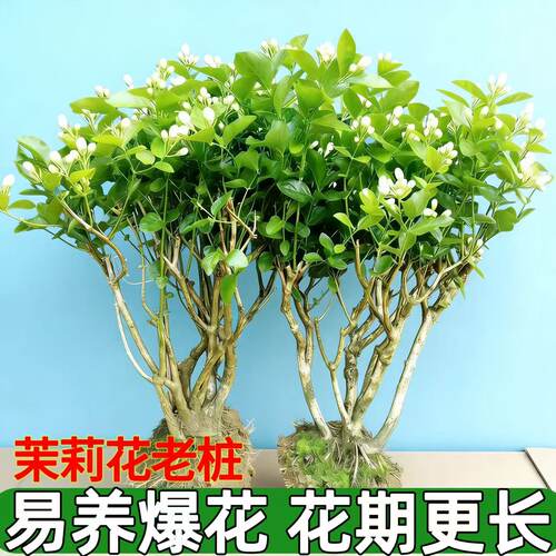 茉莉花老桩横县茉莉花盆栽花苗浓香型易成活当年开花阳台绿植树苗