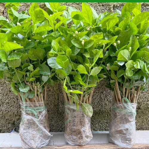 茉莉花苗横县茉莉花盆栽小苗批发浓香型地栽苗易成活阳台绿植树苗