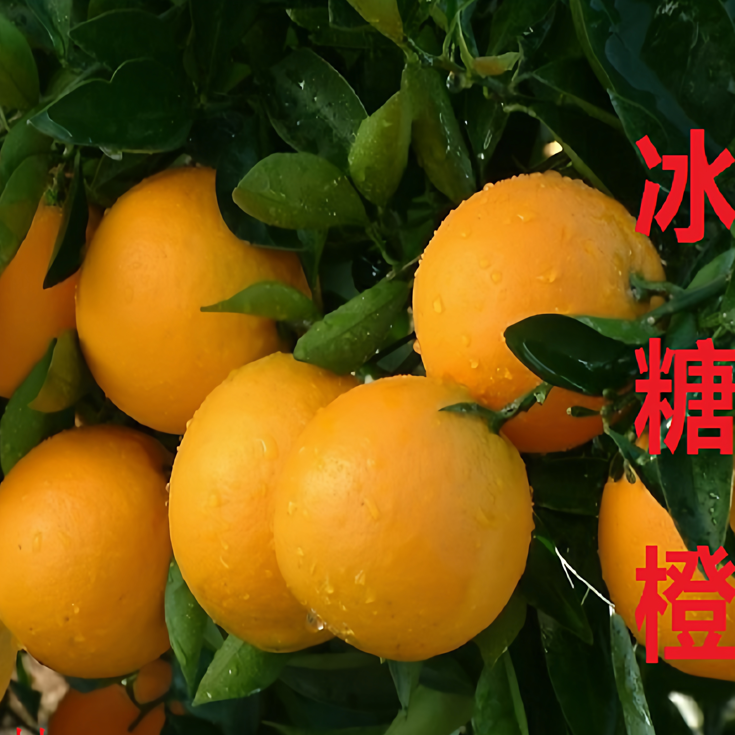 麻阳冰糖橙小土球苗纯甜