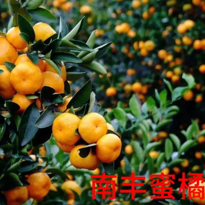 【南丰蜜桔小土球苗]庭院盆栽地栽阳台纯甜