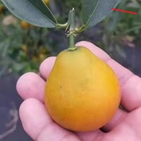 【脆蜜金柑苗】纯甜无酸庭院盆栽地栽种植嫁接苗基地直发