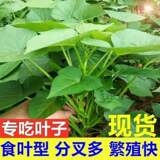现采蔬菜食用叶子型红薯新鲜地瓜叶阳台四季盆栽带根红苕尖番薯叶