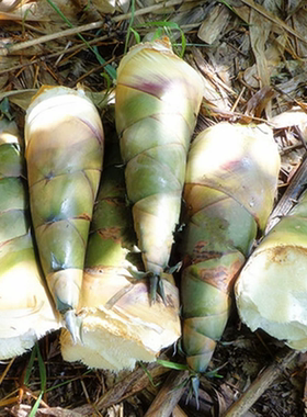 埔田竹笋新鲜笋特产现挖5斤广东揭阳大头春夏苦绿嫩笋麻竹笋广西