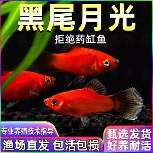 黑尾月光鱼米奇玛丽观赏鱼好养耐活新手好养胎生鱼会生小鱼可繁殖
