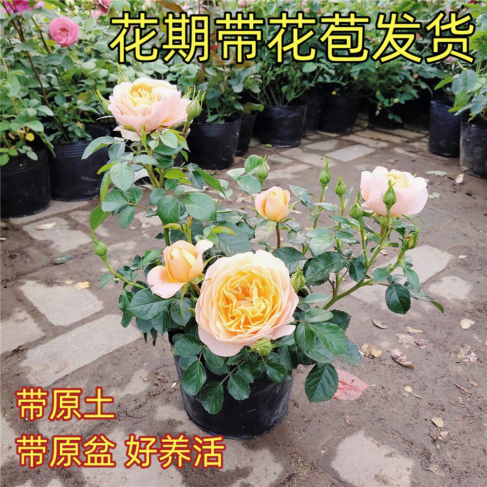 欧洲月季盆栽开勤花阳台庭院