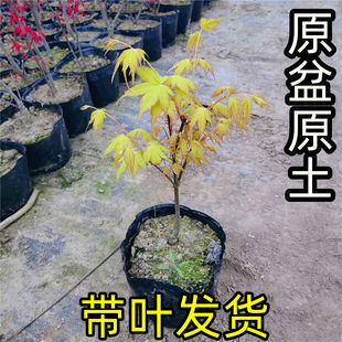 黄金枫日本红枫嫁接庭院绿植阳台室内盆景盆栽植物庭院矮化红舞姬