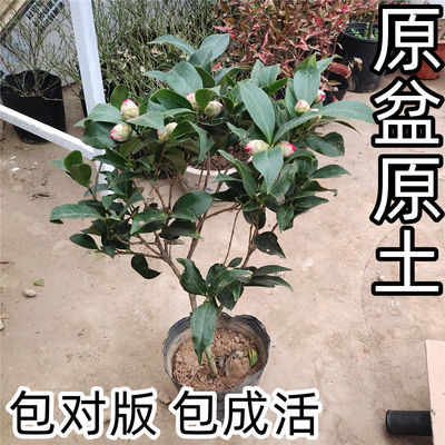 红赤丹山茶花盆栽带花苞花卉植物室内四季种植当年开花耐寒浓香