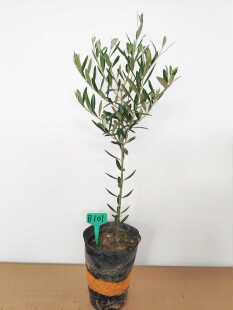 油橄榄盆栽树苗植物客厅阳台花卉一物一拍