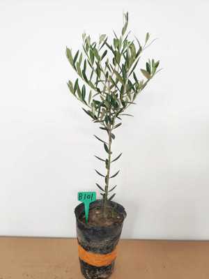 油橄榄盆栽树苗植物客厅阳台花卉一物一拍