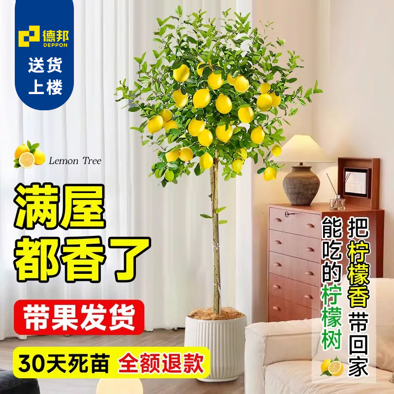 香水柠檬树阳台落地大盆栽庭院高杆棒棒糖绿植带果树开花净化空气
