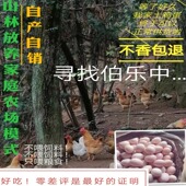 正宗土鸡蛋农家散养林下散养纯粮土鸡蛋笨鸡柴鸡蛋草鸡蛋40枚60枚