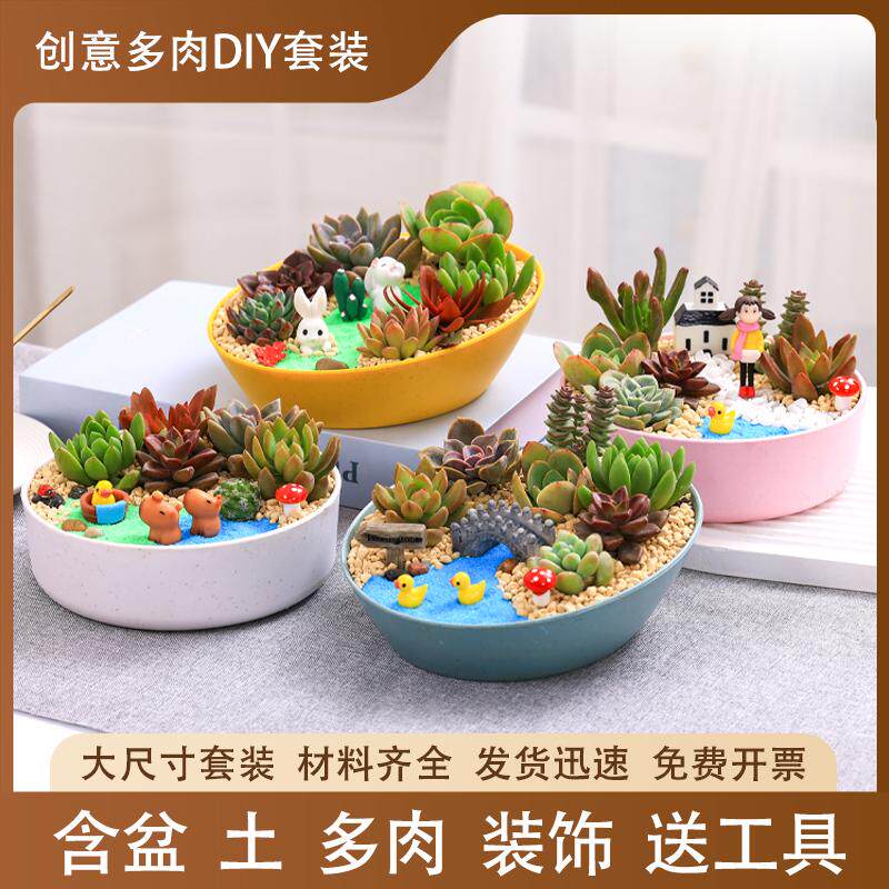 多肉diy材料包多肉植物室内盆栽多肉小盆栽微景观diy材料暖场活动