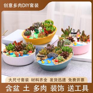 多肉diy材料包多肉植物室内盆栽多肉小盆栽微景观diy材料暖场活动