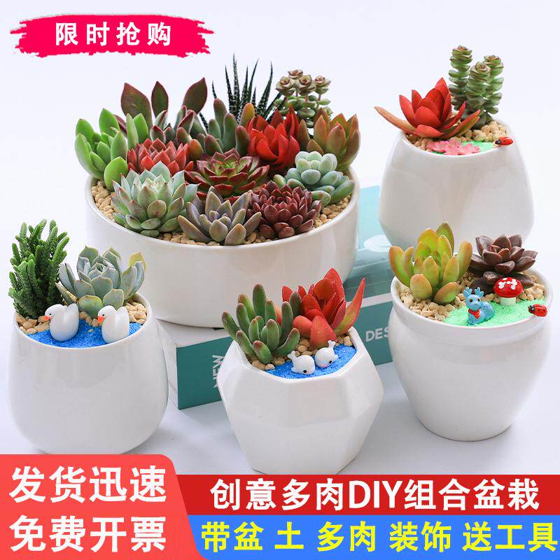 多肉DIY微景观材料包多肉植物组合盆栽套餐节日礼物白瓷盆小盆栽