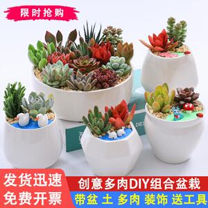肉肉植物一站式购物种植简单