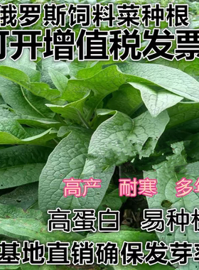 俄罗斯饲料菜种子根俄菜种根 聚合草种根 耐寒生命力强猪鹅牧草