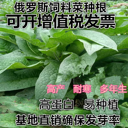俄罗斯饲料菜种子根俄菜种根 聚合草种根 耐寒生命力强猪鹅牧草