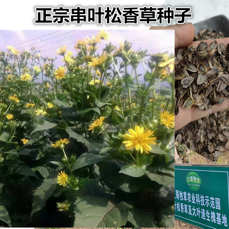 串叶松香草种子 香槟草种子教授菊高蛋白多年生牧草种子可提炼sod