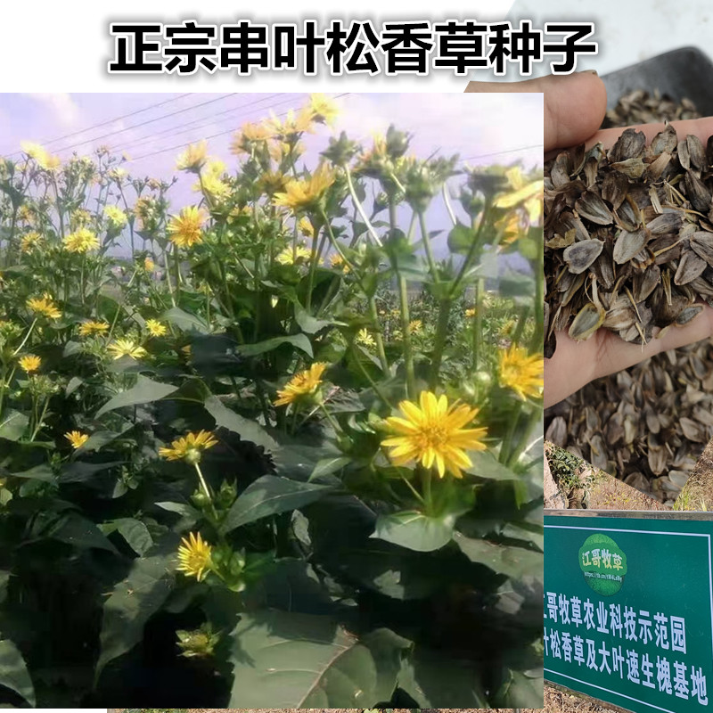 串叶松香草种子 香槟草种子教授菊高蛋白多年生牧草种子可提炼SOD 鲜花速递/花卉仿真/绿植园艺 家庭园艺种子 原图主图