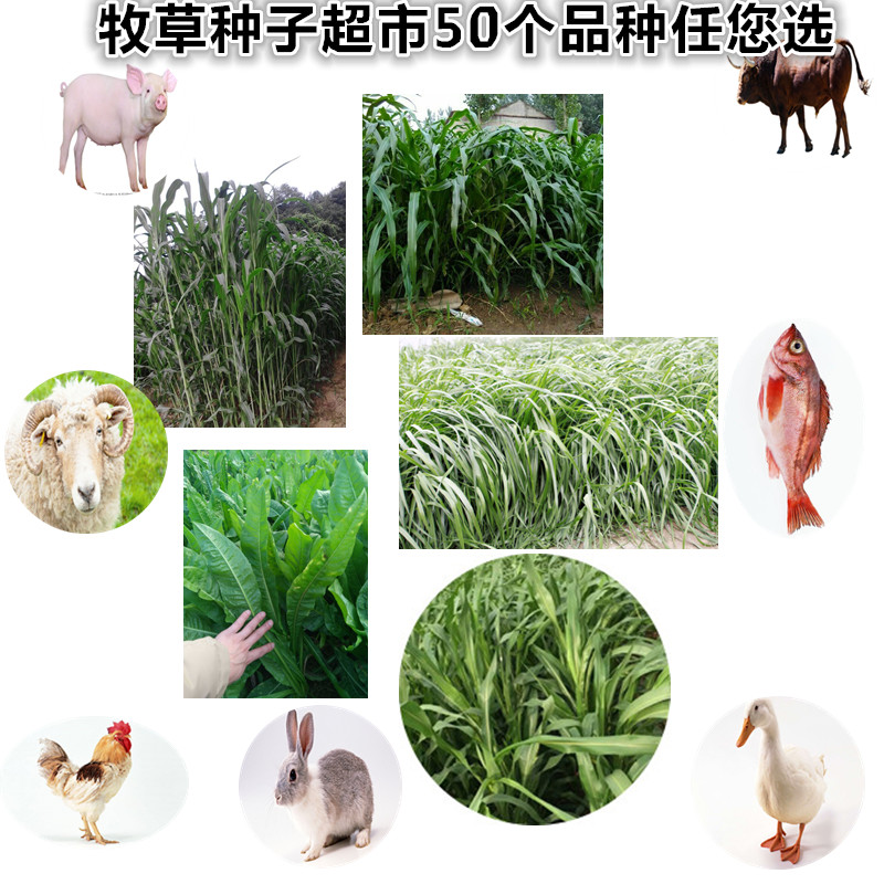高丹草苏丹草黑麦草紫花苜蓿鲁梅克斯菊苣俄罗斯饲料菜四季牧草种|ruв категории доставка цветов/цветок моделирования/растения садоводства, цветок/овощи и фрукты/газон семян (новая), домашнее садоводство семян - от Buy2taobao.com для оказания профессиональной услуги покупки агента Taobao