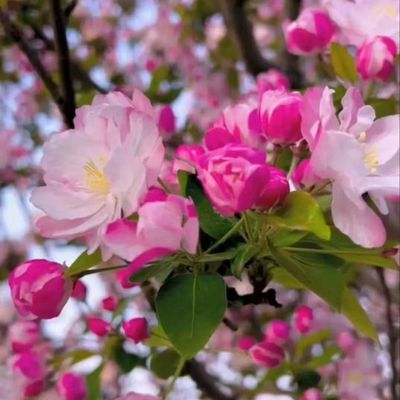 海棠树苗庭院地栽高杆西府垂丝北美海棠花盆栽四季开花卉耐寒植物