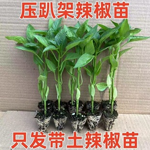 樟树港薄皮椒皱皮椒朝天椒长线椒小米椒螺丝椒牛角椒各种菜苗秧苗