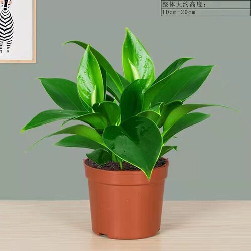 金钻盆栽植物绿萝箩水培大叶绿植多肉办公室内懒人好养花卉
