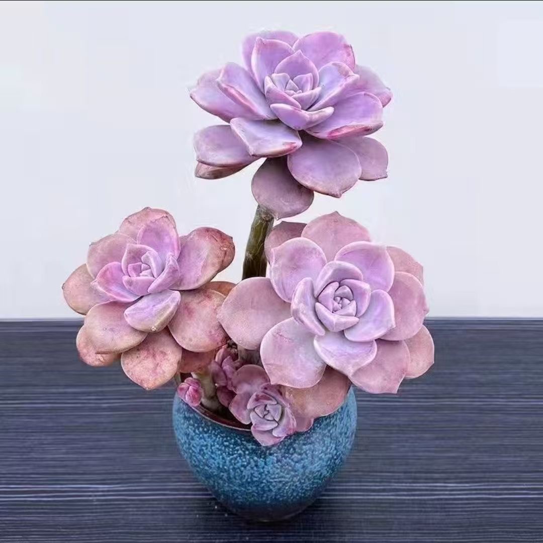 耐寒植物糖心紫乐老桩盆栽紫乐多肉新手好养懒人阳台花卉室内庭院