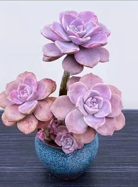 耐寒植物糖心紫乐老桩盆栽紫乐多肉新手好养懒人阳台花卉室内庭院