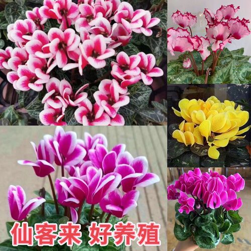 仙客来盆栽不带花苗大花重瓣迎客来花卉室内好养观花植物