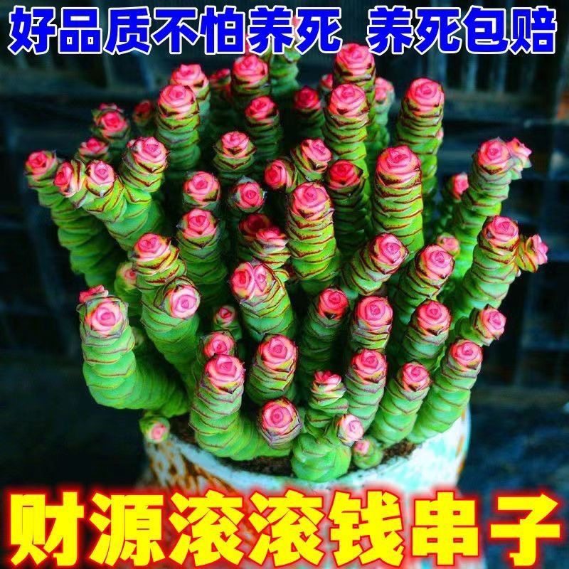 彩色钱串招财多肉植物办公室内绿多肉植物