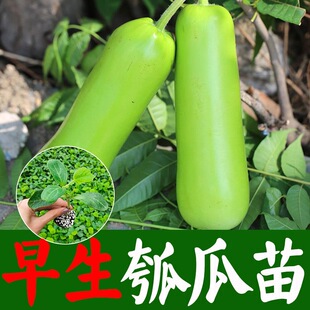 瓠子苗瓠子瓜户子苗早生葫芦四季长短蒲瓜春夏秋冬胡瓜瓠瓜种子苗