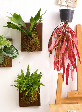【中古风装饰】壁挂苔藓球挂墙绿植家居绿植盆栽鹿角蕨常春藤盆栽