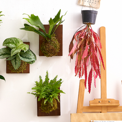 【中古风装饰】壁挂苔藓球挂墙绿植家居绿植盆栽鹿角蕨常春藤盆栽