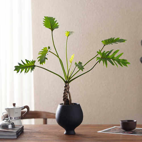 北欧风小天使蔓绿绒植物盆栽