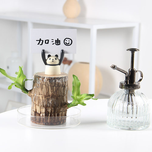撒哈拉植物水培绿植幸运木幸运
