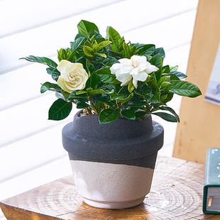 【满屋飘香】栀子花带花苞茶室阳台花卉植物室内办公室盆栽