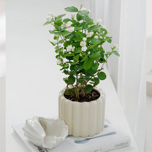 植物驱蚊不断茉莉花盆栽