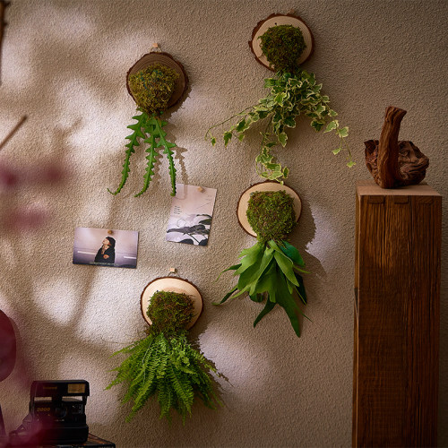 鱼骨鹿角蕨室内壁挂植物绿植