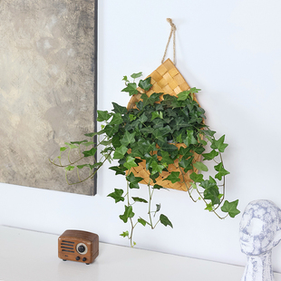 北欧ins常春藤盆栽室内垂吊植物好养绿植净化空气四季常青