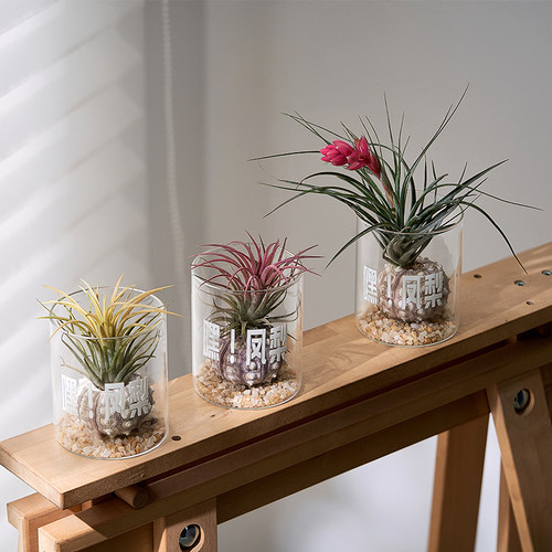 空气凤梨室内桌面奇趣可爱