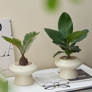 桌面植物净化空气吉利红懒人盆栽室内花卉客厅办公室绿植北欧新家