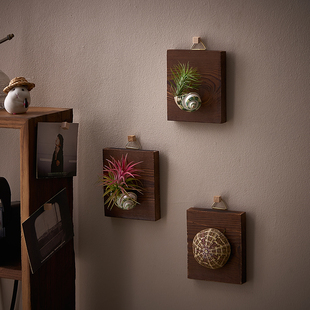 【壁挂空气凤梨】新款狐尾红精灵中古风室内办公室盆栽