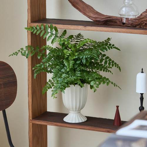 圣诞款北欧ins风南洋杉绿植