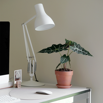 桌面观音莲面具大仙女观叶植物