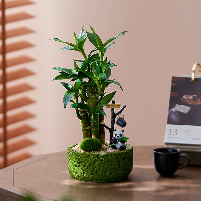 富贵竹粗杆文昌竹办公室室内植物招财带根金榜题名书桌绿植盆栽