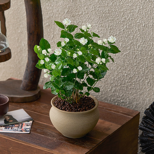 茉莉花窗台阳台夏秋季满屋飘香