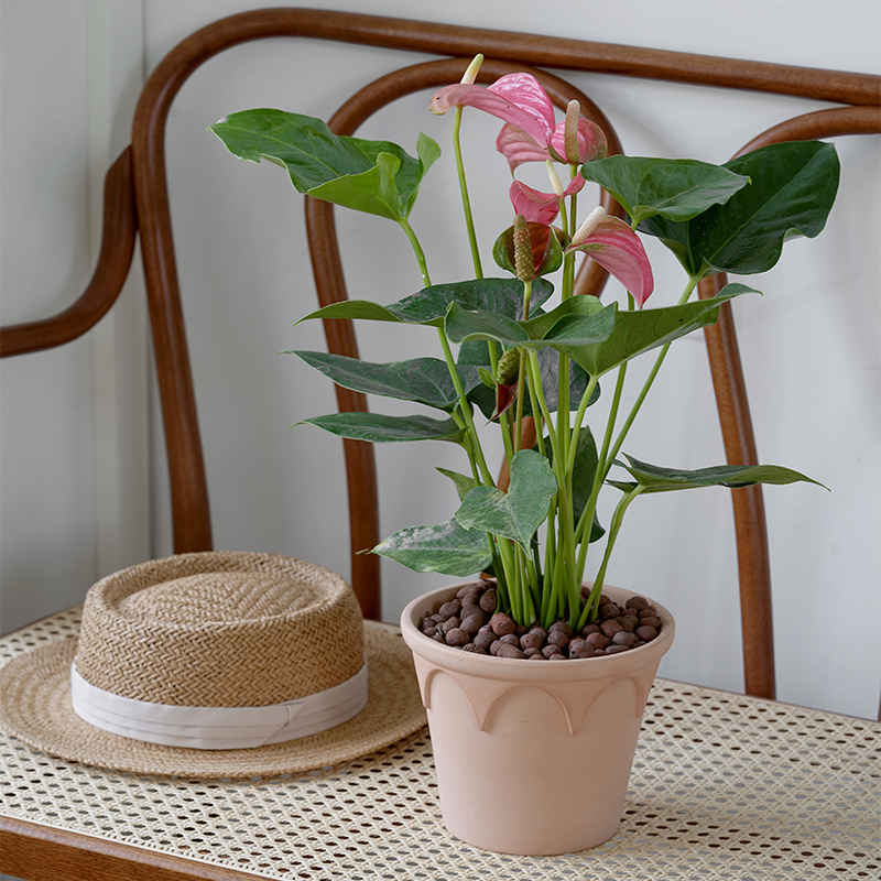 红掌送肥料办公室美观