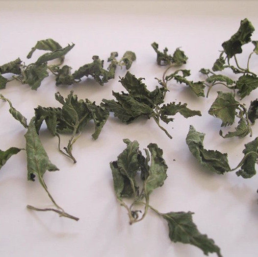 济源野生冬凌草野生冬凌茶茶尖嫩尖冬凌神奇茶冬凌草茶冬凌言清茶